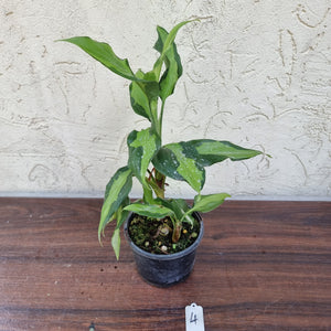 #4 Aglaonema Shingii