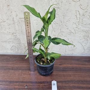 #4 Aglaonema Shingii