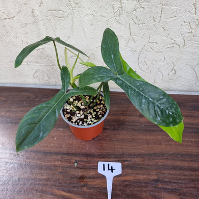 #14 Philodendron 69686 - 'Big Ears'