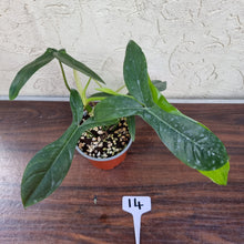 Load image into Gallery viewer, #14 Philodendron 69686 - &#39;Big Ears&#39;