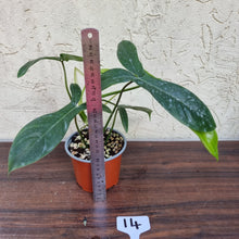 Load image into Gallery viewer, #14 Philodendron 69686 - &#39;Big Ears&#39;