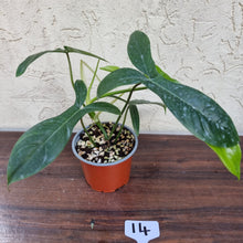 Load image into Gallery viewer, #14 Philodendron 69686 - &#39;Big Ears&#39;