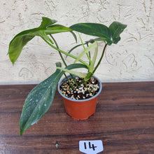 Load image into Gallery viewer, #14 Philodendron 69686 - &#39;Big Ears&#39;