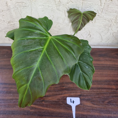 #4 Philodendron Corsinianum / 'Bronze Shield'
