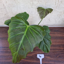 Load image into Gallery viewer, #4 Philodendron Corsinianum / &#39;Bronze Shield&#39;