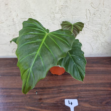 Load image into Gallery viewer, #4 Philodendron Corsinianum / &#39;Bronze Shield&#39;
