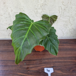 #4 Philodendron Corsinianum / 'Bronze Shield'