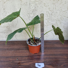 Load image into Gallery viewer, #4 Philodendron Corsinianum / &#39;Bronze Shield&#39;