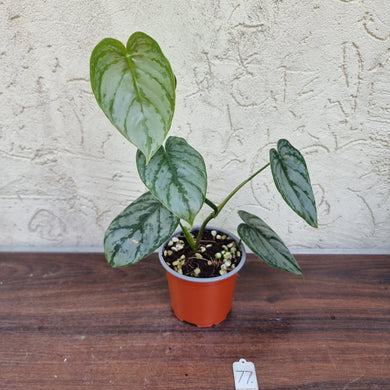 #77 Philodendron Brandtianum