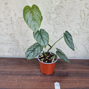 #77 Philodendron Brandtianum