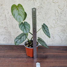 Load image into Gallery viewer, #77 Philodendron Brandtianum