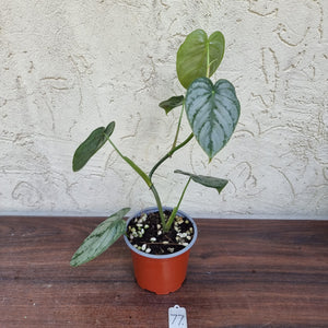 #77 Philodendron Brandtianum