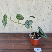 Load image into Gallery viewer, #895 Philodendron Brandtianum