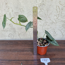 Load image into Gallery viewer, #895 Philodendron Brandtianum