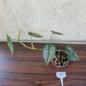 #895 Philodendron Brandtianum