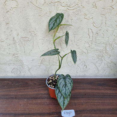 #895 Philodendron Brandtianum