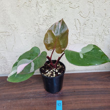 Load image into Gallery viewer, #97 Philodendron Pink Princess