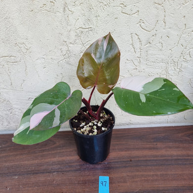 #97 Philodendron Pink Princess