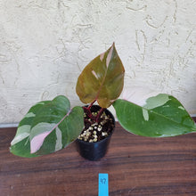 Load image into Gallery viewer, #97 Philodendron Pink Princess