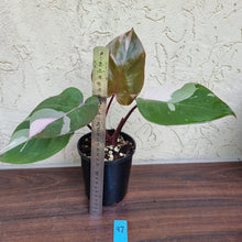 Load image into Gallery viewer, #97 Philodendron Pink Princess