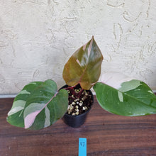 Load image into Gallery viewer, #97 Philodendron Pink Princess