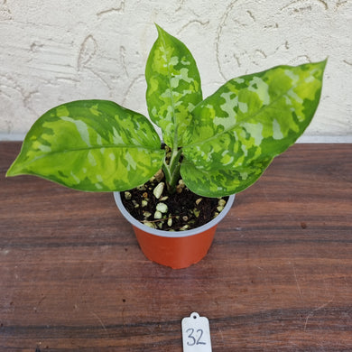 #32 Non TC Aglaonema Pictum Tricolor