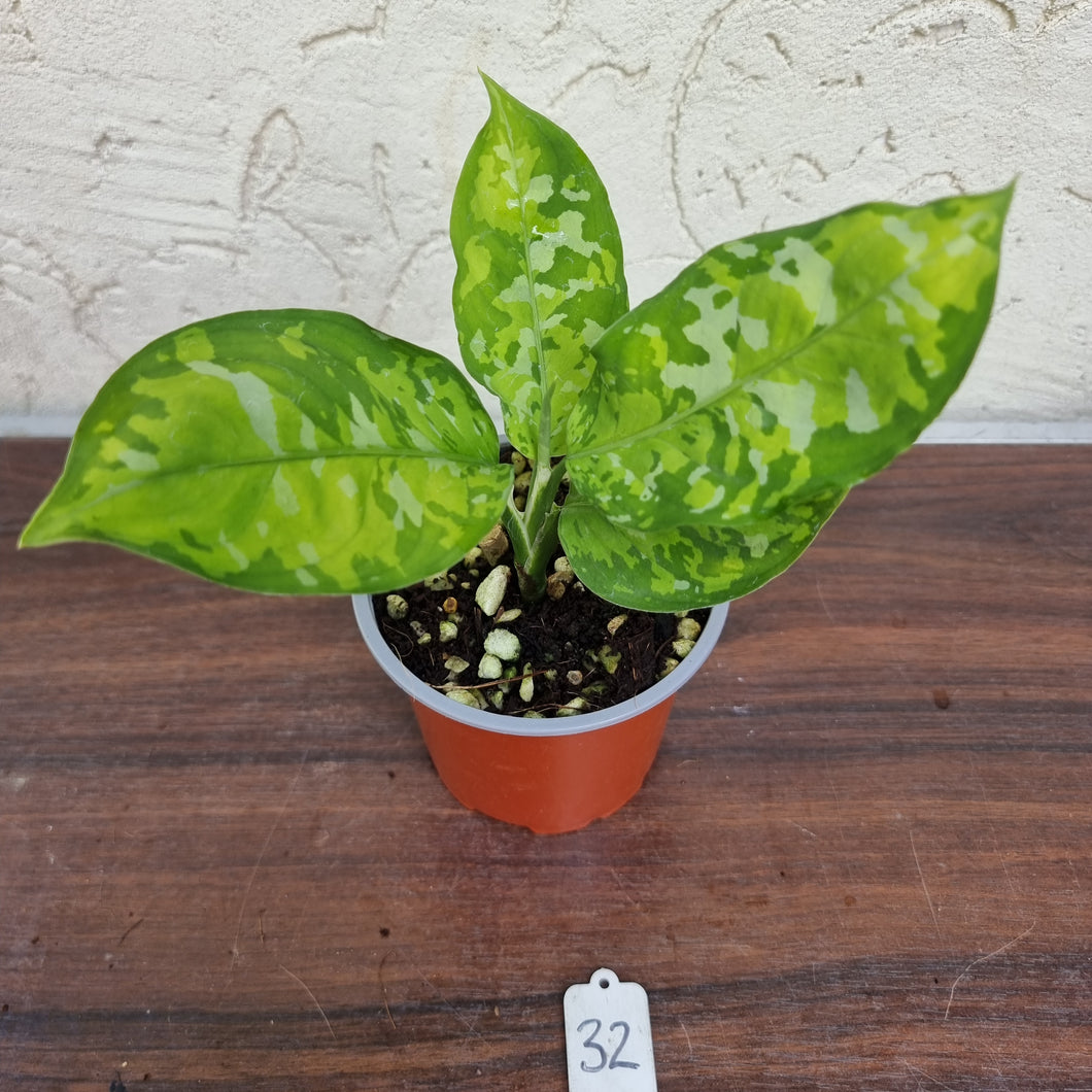 #32 Non TC Aglaonema Pictum Tricolor