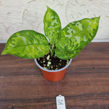 Load image into Gallery viewer, #32 Non TC Aglaonema Pictum Tricolor
