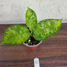 Load image into Gallery viewer, #32 Non TC Aglaonema Pictum Tricolor