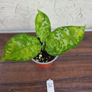 #32 Non TC Aglaonema Pictum Tricolor