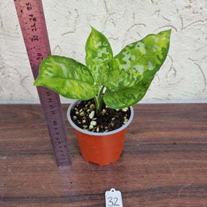 #32 Non TC Aglaonema Pictum Tricolor