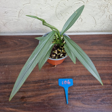 #106 Epipremnum Amplissimum