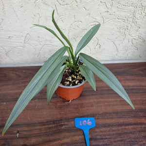 #106 Epipremnum Amplissimum