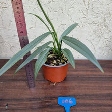 Load image into Gallery viewer, #106 Epipremnum Amplissimum
