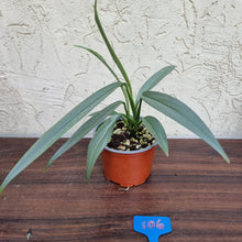 Load image into Gallery viewer, #106 Epipremnum Amplissimum
