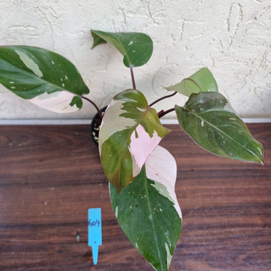 #604 Philodendron Pink Princess