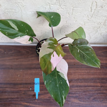Load image into Gallery viewer, #604 Philodendron Pink Princess