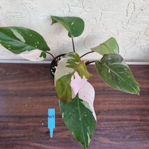 #604 Philodendron Pink Princess