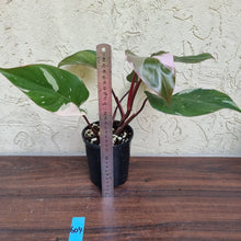 Load image into Gallery viewer, #604 Philodendron Pink Princess