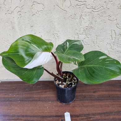 #10 Philodendron White Knight