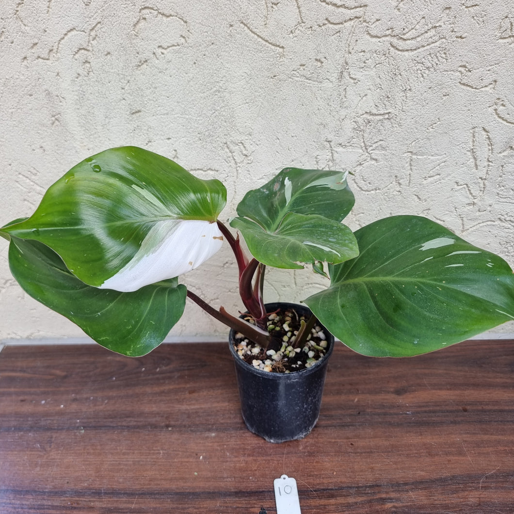 #10 Philodendron White Knight