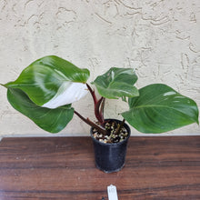 Load image into Gallery viewer, #10 Philodendron White Knight