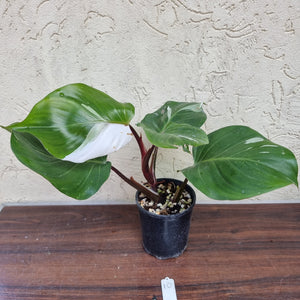 #10 Philodendron White Knight