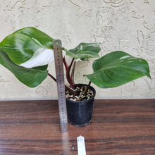 Load image into Gallery viewer, #10 Philodendron White Knight