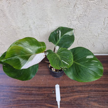 Load image into Gallery viewer, #10 Philodendron White Knight