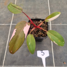 Load image into Gallery viewer, #3 Philodendron Pink Princess