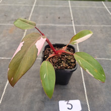 Load image into Gallery viewer, #3 Philodendron Pink Princess