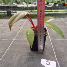 Load image into Gallery viewer, #3 Philodendron Pink Princess
