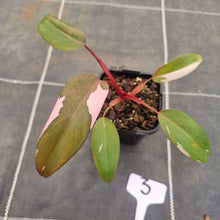 Load image into Gallery viewer, #3 Philodendron Pink Princess