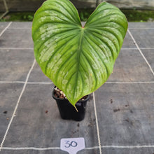 Load image into Gallery viewer, #30 Philodendron Silver Cloud